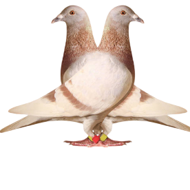 Racing Pigeon Sports